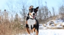 Първоначално от алпите: запознаване с породата big switzersky zennenhund